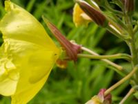 Oenothera glazioviana Ulricedal, Malmö, Skåne, Sweden 20190704_0038