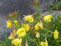 Oenothera glazowiana Bulltoftaparken, Malmö, Skåne, Sweden 20230802_0019