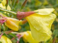 Oenothera glazowiana Bulltoftaparken, Malmö, Skåne, Sweden 20230802_0020