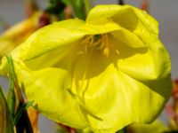 Oenothera glazowiana Bulltoftaparken, Malmö, Skåne, Sweden 20230802_0021