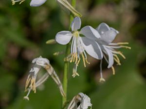 Oenothera lindheimeri - Lindheimer's Beeblossom - Sommarljus