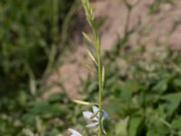 Oenothera lindheimeri Oljesjöutfyllnaden, Malmö, Skåne, Sweden 20220720_0048