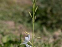 Oenothera lindheimeri Oljesjöutfyllnaden, Malmö, Skåne, Sweden 20220720_0049