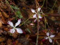 Oenothera lindheimeri Strandhem, Bunkeflo strandängar, Malmö, Skåne, Sweden 20191020_0021