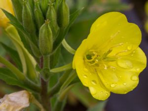 Oenothera muricata - Pricknattljus