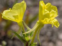 Oenothera muricata Furehov, Åhus, Kristianstad, Skåne, Sweden 20170719_0220