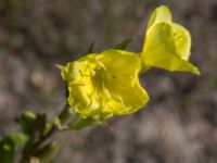 Oenothera muricata Furehov, Åhus, Kristianstad, Skåne, Sweden 20170719_0221