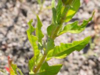 Oenothera muricata Furehov, Åhus, Kristianstad, Skåne, Sweden 20170719_0222