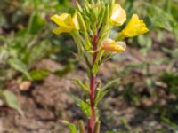 Oenothera muricata Utfyllnaden Oljesjön, Norra hamnen, Malmö, Skåne, Sweden 20230730_0004