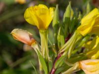 Oenothera muricata Utfyllnaden Oljesjön, Norra hamnen, Malmö, Skåne, Sweden 20230730_0006