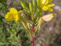 Oenothera muricata Utfyllnaden Oljesjön, Norra hamnen, Malmö, Skåne, Sweden 20230730_0007