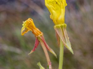 Oenothera perangusta - Smalt nattljus