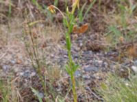 Oenothera perangusta Majorsgatan, Åhus, Kristianstad, Skåne, Sweden 20160727_0156