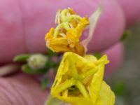 Oenothera perangusta Majorsgatan, Åhus, Kristianstad, Skåne, Sweden 20160727_0160