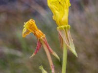 Oenothera perangusta Majorsgatan, Åhus, Kristianstad, Skåne, Sweden 20160727_0162