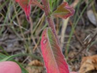 Oenothera perangusta Majorsgatan, Åhus, Kristianstad, Skåne, Sweden 20160727_0165