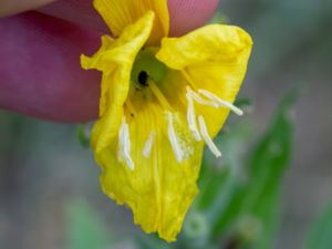 Oenothera rubricauloides - Pipnattljus