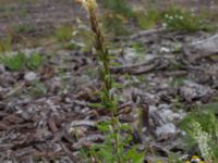 Oenothera rubricauloides Varbergs hamn, Varberg, Halland, Sweden 20190715_0678