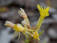 Oenothera rubricauloides Varbergs hamn, Varberg, Halland, Sweden 20190715_0679