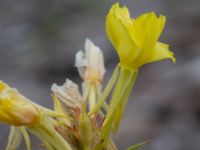 Oenothera rubricauloides Varbergs hamn, Varberg, Halland, Sweden 20190715_0680