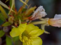 Oenothera rubricauloides Varbergs hamn, Varberg, Halland, Sweden 20190715_0681