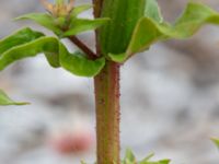 Oenothera rubricauloides Varbergs hamn, Varberg, Halland, Sweden 20190715_0682