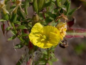 Oenothera wratislaviensis - Polskt nattljus