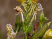 Oenothera wratislaviensis Grönabergs grustag, Snöstorp, Halmstad, Halland, Sweden 20190805_0112