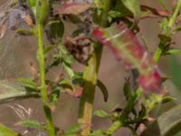 Oenothera wratislaviensis Grönabergs grustag, Snöstorp, Halmstad, Halland, Sweden 20190805_0113