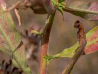 Oenothera wratislaviensis Grönabergs grustag, Snöstorp, Halmstad, Halland, Sweden 20190805_0115