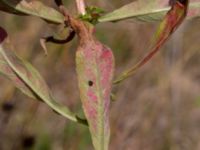 Oenothera wratislaviensis Grönabergs grustag, Snöstorp, Halmstad, Halland, Sweden 20190805_0117