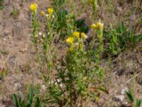 Oenothera wratislaviensis Grönabergs grustag, Snöstorp, Halmstad, Halland, Sweden 20190805_0120