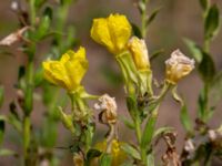 Oenothera wratislaviensis Grönabergs grustag, Snöstorp, Halmstad, Halland, Sweden 20190805_0122