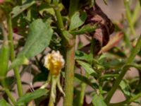 Oenothera wratislaviensis Grönabergs grustag, Snöstorp, Halmstad, Halland, Sweden 20190805_0123