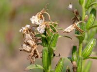 Oenothera wratislaviensis Grönabergs grustag, Snöstorp, Halmstad, Halland, Sweden 20190805_0125