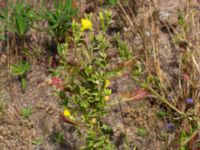 Oenothera wratislaviensis Grönabergs grustag, Snöstorp, Halmstad, Halland, Sweden 20190805_0126