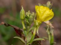 Oenothera wratislaviensis Grönabergs grustag, Snöstorp, Halmstad, Halland, Sweden 20190805_0127