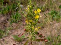 Oenothera wratislaviensis Grönabergs grustag, Snöstorp, Halmstad, Halland, Sweden 20190805_0128