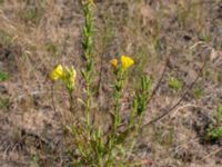 Oenothera wratislaviensis Grönabergs grustag, Snöstorp, Halmstad, Halland, Sweden 20190805_0129