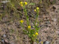 Oenothera wratislaviensis Grönabergs grustag, Snöstorp, Halmstad, Halland, Sweden 20190805_0130