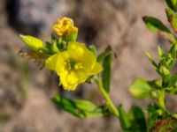 Oenothera wratislaviensis Grönabergs grustag, Snöstorp, Halmstad, Halland, Sweden 20190805_0131