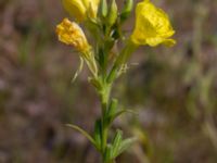 Oenothera wratislaviensis Grönabergs grustag, Snöstorp, Halmstad, Halland, Sweden 20190805_0132