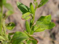 Oenothera wratislaviensis Grönabergs grustag, Snöstorp, Halmstad, Halland, Sweden 20190805_0133