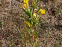 Oenothera wratislaviensis Grönabergs grustag, Snöstorp, Halmstad, Halland, Sweden 20190805_0134