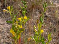 Oenothera wratislaviensis Grönabergs grustag, Snöstorp, Halmstad, Halland, Sweden 20190805_0135