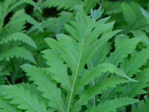 Onoclea sensibilis - Sensitive Fern - Pärlbräken