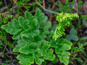 Botrychium multifidum - Leathery Moonwort - Höstlåsbräken -