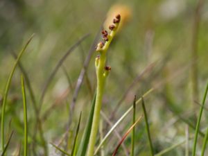 Botrychium simplex - Dvärglåsbräken