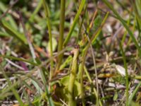 Botrychium simplex Skanörs ljung, Falsterbohalvön, Vellinge, Skåne, Sweden 20170618_0122