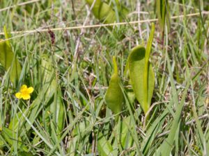 Ophioglossum vulgatum - Adder's-tongue - Ormtunga